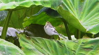 あまや鳥