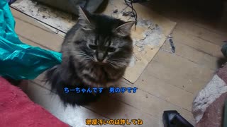 最近のねこ姉弟