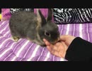 【うさぎ】初めて飼い主のベッドを探検する毛玉【動物】