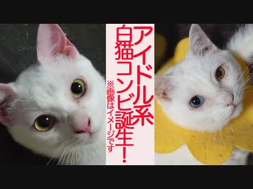 猫がへたくそコンビ、奇跡のサムネ画像からの珍妙芸