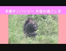 多摩チンパンジー 午後の過ごし方(多摩動物公園)