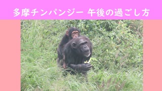 多摩チンパンジー 午後の過ごし方(多摩動物公園)