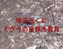地元近くにモグラの死骸を発見