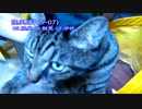 今月の体重測定【蒼民家の猫々】