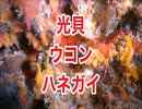 光貝！ウコンハネガイ・イソバナロード！沖縄ダイビング・スキューバダイビング