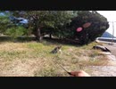 猫の島で暮らすまだ幼い仔猫は力強くその命の炎を燃やし続ける