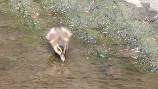 カルガモの赤ちゃんが虫を食べる