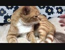 撫でると尻尾が連動する猫