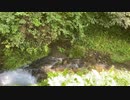 無条件の波動４２５　～愛の波動を感じて～