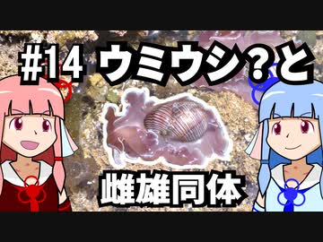 【琴葉姉妹の磯遊び】#14ウミウシ？と雌雄同体【VOICEROID解説】