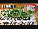 【水耕栽培】かいわれ大根をタネからペットボトルで育ててみた