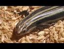ニホントカゲを飽きても眺める　その9