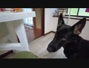 シェパードとパンツの紐で遊びました　German shepherd dog