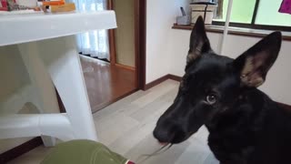 シェパードとパンツの紐で遊びました　German shepherd dog