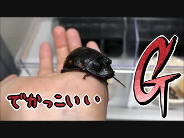 憧れのでかGを飼育します