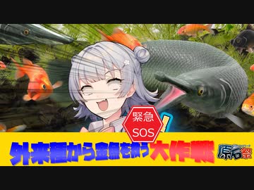 【第2回原石祭】緊急SOS！外来種から金魚をすくえ！！【小春六花実況プレイ】