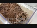 [日記は]タランチュラ飼育日記その３２０[頑張ればなんとか］