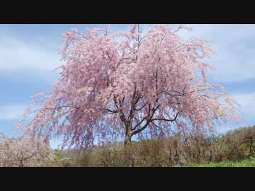 桜吹雪ピアノ演奏