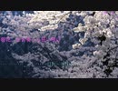 【NNIオリジナル】桜花、なお美しく狂い咲け