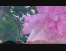 無条件の波動４２６　～愛の波動を感じて～