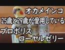 いいちこインコも、お世話になっています