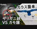 0906B【カルガモ親子 雛VSザリガニ鋏】硬いけど食べられる？猛禽類チョウゲンボウ。カラスからハクセキレイが走って逃げる。キジバトの卵が消えた。キセキレイ　#身近な生き物語　#カルガモ親子　#カラス