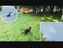 2021/09/18放送★cut動画【169日目 北海道 千歳 夕方 あずにゃんぽ（猫散歩）】北海道全市町村制覇するまで帰れまてん！　猫と車中泊の旅　日本縦断【旅猫あずき～保護猫から旅猫へ～】