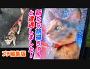 2021/09/19放送★ぷち編集版【170日目 北海道 苫小牧 早朝 あずにゃんぽ（猫散歩）】北海道全市町村制覇するまで帰れまてん！　猫と車中泊の旅　日本縦断【旅猫あずき～保護猫から旅猫へ～】