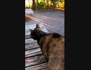 空腹を必死に訴える野良猫に救いの手を#Shorts【野良猫】【感動猫】
