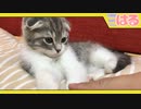 生後2ヶ月のクッソあまえんぼうな子猫【召喚獣はる】