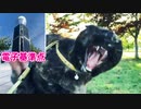 2021/09/20放送★cut動画【171日目 北海道 洞爺湖畔 夕方 あずにゃんぽ（猫散歩）】北海道全市町村制覇するまで帰れまてん！　猫と車中泊の旅　日本縦断【旅猫あずき～保護猫から旅猫へ～】