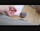 ハムスター飼いました。その124～2021年9月じゃないよ!!体重測定だよ!!～