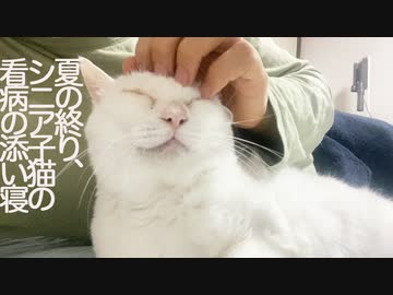 不調のシニア子猫、看病の添い寝で復調を見せる