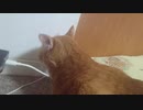 拾いねこ＠生後3377/3344日目　水飲みキャンセルアコさん。