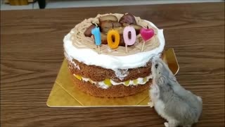 【ハムスター】さらちゃんのさらさら活動日記　誕生日おめでとう