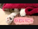 お布団でお昼寝をしている猫