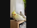 オカメインコれいくんの鳥の詩