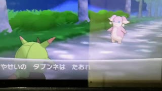 ポケモンY VSタブンネ