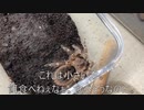 [今日は余裕]タランチュラ飼育日記その３２１[気合いで生きてる］