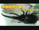 初めてヘラクレス飼育-成虫編-