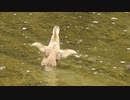 ヒヨコの水浴び