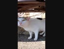 パッツン前髪のような模様が可愛い野良猫#Shorts【野良猫】【感動猫】