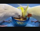 みんなでご飯を食べましょう