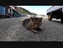 猫の島で猫探し散歩