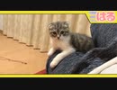 生後２ヶ月 主の股間がクッソ大好きな子猫【召喚獣はる】