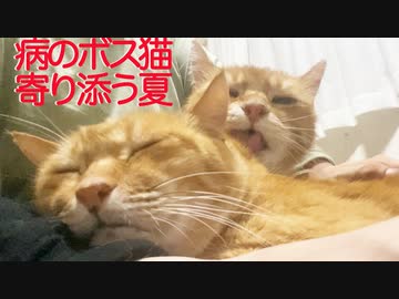 元武闘派ボス猫、腎不全の相棒猫をケアする