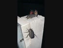 ホモと見るNTR