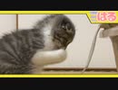 原因はアレ。 クッソ慌てて救急病院へ行った子猫【召喚獣はる】