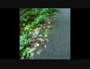 山道にて
