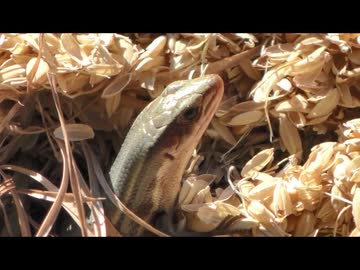 ニホントカゲを飽きても眺める　その10